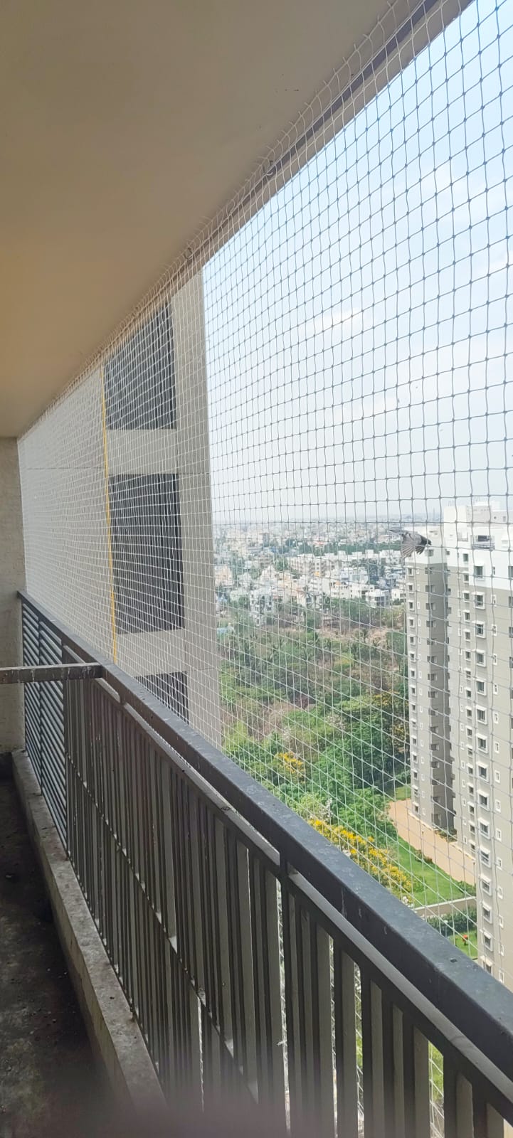 Dog on safe balcony